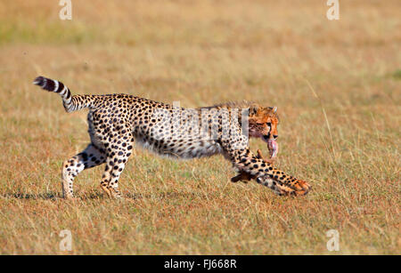 Gepard (Acinonyx Jubatus), flieht mit einem Kadaver im Maul, Kenia, Masai Mara Nationalpark Stockfoto