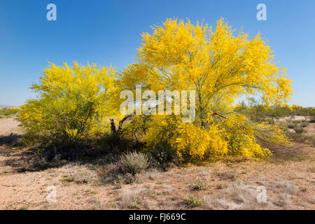 Blaue Palo Verde (Parkinsonia Florida, Cercidium Floridum), Blüte in Wüste, USA, Arizona, Sonora Stockfoto