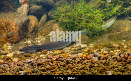Aal, Europäischer Aal, Fluß-Aal (Anguilla Anguilla), auf der Unterseite, Deutschland Stockfoto