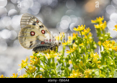 Phoebus Apollo, kleine Apollo (Parnassius Phoebus), bei Grundsteinlegung weiblichen Ei an gelbe Blüten, Österreich, Tirol, Kuehtai Stockfoto