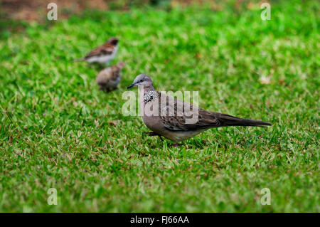 Spotted-necked dove (Streptopelia chinensis), auf einer Wiese, Neukaledonien, ╬ le des Pins Stockfoto