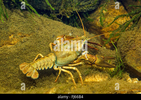 Europäischen Krebse, edle Krebse, breit-fingriger Flusskrebs (Astacus Astacus, Astacus Fluviatilis), Männlich, Deutschland Stockfoto