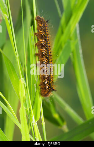 Der Trinker (Philudoria Potatoria, Euthrix Potatoria), Raupe auf einem Stiel, Deutschland Stockfoto