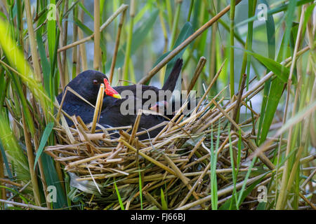 Teichhuhn (Gallinula Chloropus), in das Nest mit frisch geschlüpften Küken, Deutschland, Bayern Stockfoto