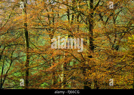 Rotbuche (Fagus Sylvatica), Buche Natur Wald, Naturpark Arnsberger Wald, Sauerland, Nordrhein-Westfalen, Deutschland Stockfoto