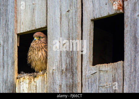 Europäische Turmfalke, Eurasian Kestrel, Old World Turmfalke, Turmfalken (Falco Tinnunculus), Juvenile in eine alte Tauben, Deutschland, Bayern Stockfoto