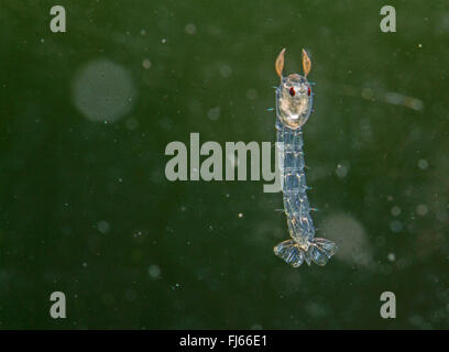 Phantom Mücke (Chaoborus spec.), im Wasser schwimmende Puppe Stockfoto