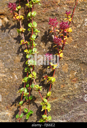 Kriechender Thymian, Mutter-von-Thymian (Thymus Praecox), blühen, Österreich, Tyrol Stockfoto