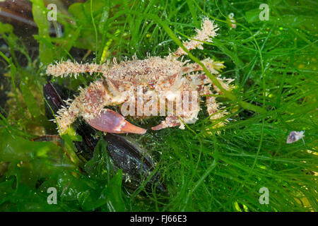 borstigen Krabbe, haarige Krabbe, behaarte schwarze Krabbe, borstigen Xanthid (dargestellt Hirtellus), auf eine Wasserpflanze Stockfoto