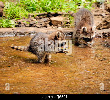 gemeinsamen Waschbär (Procyon Lotor), zwei Welpen, Deutschland, Bayern Stockfoto