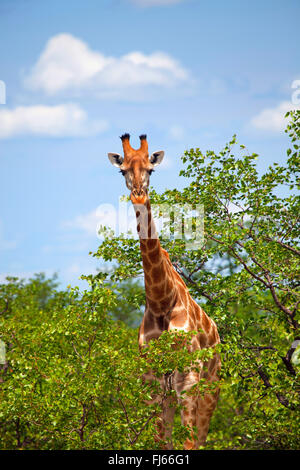 Giraffe (Giraffa Plancius), Fütterung, Südafrika, Krüger Nationalpark Stockfoto