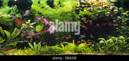 tropische Süßwasser-Aquarium Stockfoto