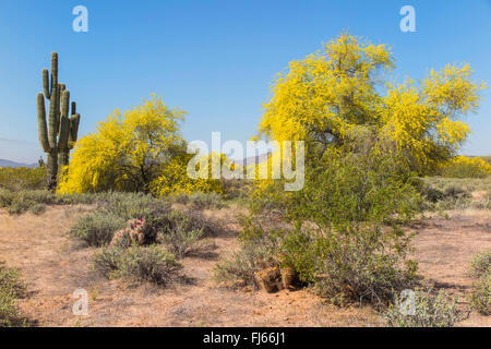 Blaue Palo Verde (Parkinsonia Florida, Cercidium Floridum), Blüte vor Saguaro, USA, Arizona, Sonora Stockfoto