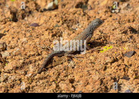 Größere earless Lizard (Cophosaurus Texanus), in seinen Lebensraum, USA, Arizona, Sonora Stockfoto