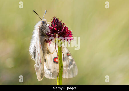 Phoebus Apollo, kleine Apollo (Parnassius Phoebus), sitzen auf Kohlröschen Blüte, Österreich, Tirol, Kuehtai Stockfoto