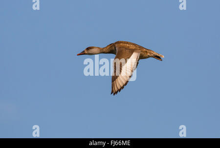 rot-crested Tafelenten (Netta Rufina), Weiblich, Deutschland, Bayern fliegen Stockfoto