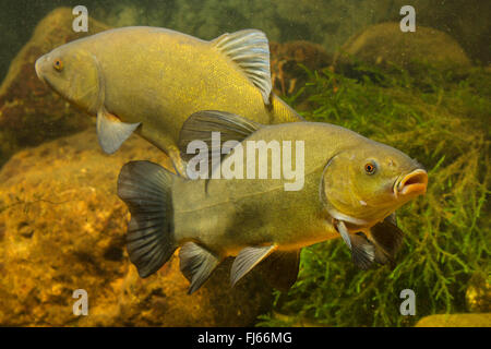 Schleie (Tinca Tinca), Spawner und Milkner im Hintergrund, Deutschland Stockfoto