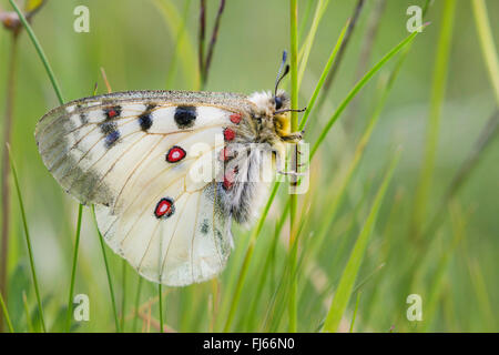 Phoebus Apollo, kleine Apollo (Parnassius Phoebus), männliche an einem Stiel, Österreich, Tirol, Kuehtai Stockfoto