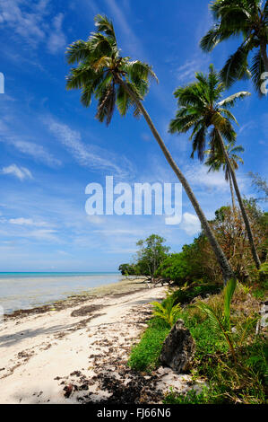Kokospalme (Cocos Nucifera), palm Beach von Neu-Kaledonien, Neu-Kaledonien, Ile des Pins Stockfoto