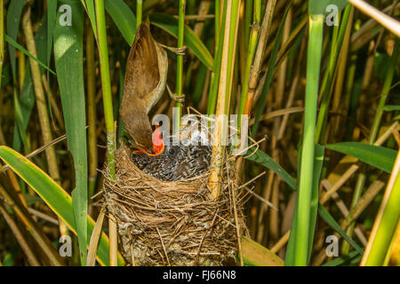 Rohrsänger (Acrocephalus Scirpaceus), Rohrsänger Fütterung einen sieben Tage alten Jungen Kuckuck im Nest, Oberbayern, Oberbayern, Bayern, Deutschland Stockfoto