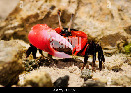 Fiedlerkrabbe (Ocypodidae), Fiedlerkrabbe in den Mangroven von Neu-Kaledonien, Neu-Kaledonien, Ile des Pins Stockfoto