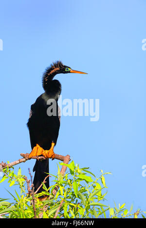 Amerikanische Darter (Anhinga Anhinga), männliche sitzt auf einem Baum, USA, Florida, Venedig Stockfoto