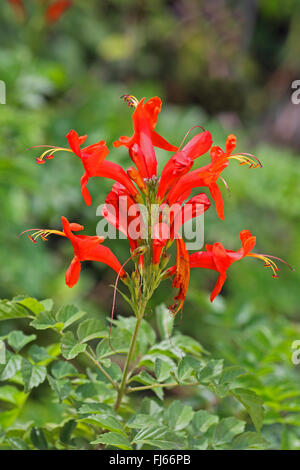 Scarlet Salbei, Blut-Salbei (Salvia Coccinea), blühend, USA, Florida, Merritt Island Stockfoto