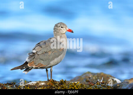 Heermann Möwe (Larus Heermanni), steht an der Felsküste, Kanada, Victoria Stockfoto