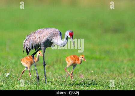 Sandhill Kran (Grus Canadensis), auf das Futter mit zwei Küken, USA, Florida, Kissimmee Stockfoto