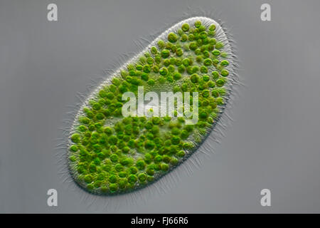 grüne Pantoffel Tierchen (Paramecium Bursaria), mikroskopische Ansicht Stockfoto