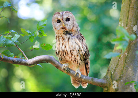 Eurasische Waldkauz (Strix Aluco), sitzt auf einem Ast, Deutschland Stockfoto