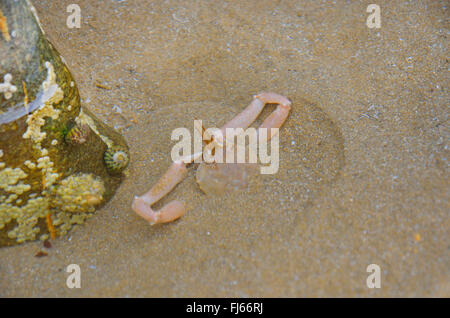 Maskierte Crab, Helm Crab (Corystes cassivelaunus), Graben als Schutz gegen Feinde in den Meeresboden, Frankreich, Bretagne, DÚpartement C¶ tes-dAEArmor, Erquy Stockfoto