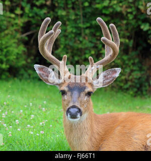 Maultier-Rotwild, schwarz - angebundene Rotwild (Odocoileus Hemionus), Portrait von einem männlich, Kanada, British Columbia, Vancouver Island Stockfoto