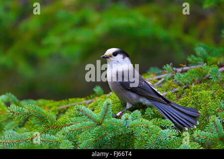 graue Jay (Perisoreus Canadensis), beringt grauen Jay sitzt auf einer Douglasie, Kanada, Ontario, Algonquin Provincial Park Stockfoto