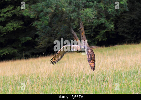 nördlichen Uhu (Bubo Bubo), im Flug über eine Wiese am Waldrand, Deutschland Stockfoto