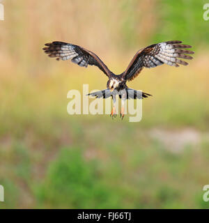 Everglade Kite, Schnecke Drachensteigen (Rostrhamus Sociabilis), Weiblich, USA, Florida Stockfoto