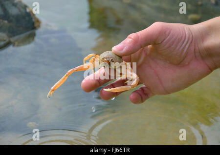 Maskierte Crab, Helm Crab (Corystes cassivelaunus), Helm, Krabben in einer Hand, Frankreich, Bretagne, DÚpartement C¶ tes-dAEArmor, Erquy Stockfoto