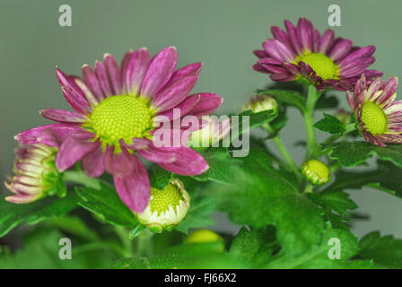 Costmary, chinesische Aster, Chrysantheme, Mama, Mama Garten (Dendranthema X grandiflorum, Dendranthema Grandiflorum, Dendranthema Indica, Chrysanthemum Indicum, Chrysantheme Grandiflorum, Chrysantheme X grandiflorum) Blumen Stockfoto