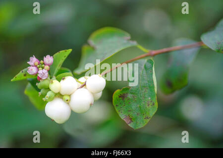 Gemeinsamen Snowberry, Waxberry (Symphoricarpos Albus, Symphoricarpos Rivularis), mit Blumen und Früchten, Deutschland, Bayern, Oberbayern, Oberbayern Stockfoto