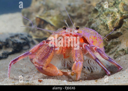 Prideaux Einsiedlerkrebs, kleiner Einsiedlerkrebs (Pagurus Prideaux, Eupagurus Prideaux) mit Seeanemonen Stockfoto