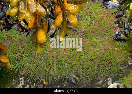 Snakelocks Anemone, Anemone Opelet (Anemonia Sulcata, Anemonia Viridis), Snakelocks Anemone auf dem Boden mit Blase wrack Stockfoto