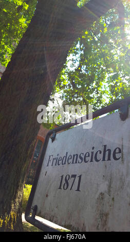 Eiche (Quercus spec.), Naturdenkmal Frieden Eiche aus dem Jahr 1871, Deutschland, Baden-Württemberg, Buchenberg Stockfoto