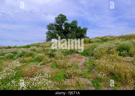 duftende Mayweed, deutsche Kamille, deutsche Mayweed (Matricaria Chamomilla Matricaria Recutita), blühende Kamille am neuen Deich, Deutschland, Niedersachsen, Cuxhaven Stockfoto
