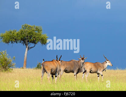 Gemeinsame Eland, südlichen Eland (Tauro Oryx, Tragelaphus Oryx), drei Elands in der Savanne, Kenia, Masai Mara Nationalpark Stockfoto