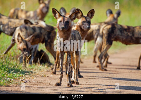 Afrikanischer Wildhund, afrikanische Jagdhund, Jagd Hund, Hund, Painted Wolf, Painted Jagdhund, gefleckte Hund, reich verzierten Wolf (LYKAON Pictus), malte packen, Cape, Südafrika, Krüger Nationalpark Stockfoto