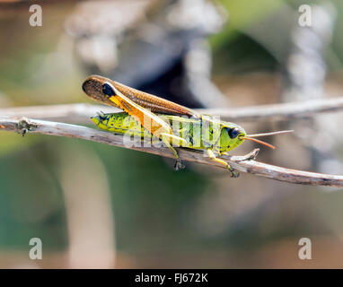 großer Sumpf-Grashüpfer (Mecostethus Grossus, Stethophyma Grossum), Männlich, Deutschland, Bayern Stockfoto