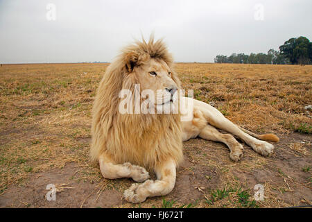 weißer Löwe (Panthera Leo), Männlich, Südafrika Stockfoto