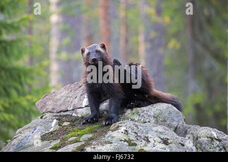 Vielfraß (Gulo Gulo), junges Tier sitzt auf einem Felsen im Wald, Kajaani Region Kuhmo, Finnland Kuikka Stockfoto