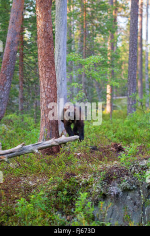 Vielfraß (Gulo Gulo), zu Fuß durch den Wald, Vorderansicht, Kajaani Region Kuhmo, Finnland Kuikka Stockfoto