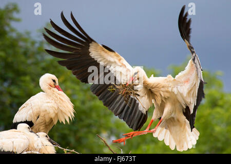 Weißstorch (Ciconia Ciconia), Landung auf dem Nest mit Jungvögeln mit Verschachtelung Material in der Stückliste, Frankreich, Alsace Stockfoto